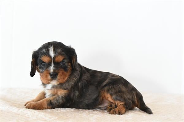 [#26354-06]  - Black Merle M Cavalier King Charles Spaniel Puppies For Sale