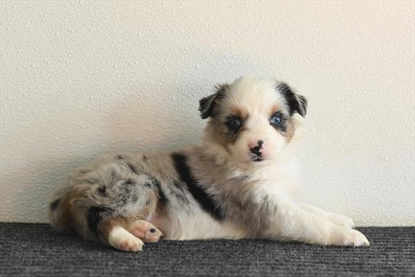 [#26215-12]  - Blue Merle F Australian Shepherd Puppies For Sale