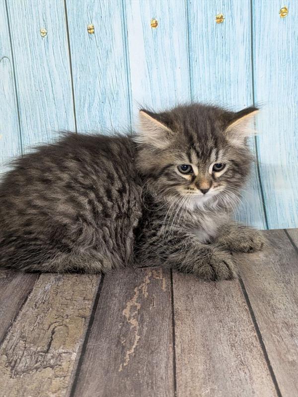 [#2643-02]  - Black / Silver M Siberian Cat Kittens for Sale