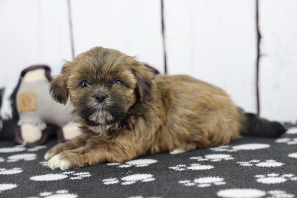 [#26206-03]  - Brindle F Lhasa Apso/Shih Tzu Puppies For Sale