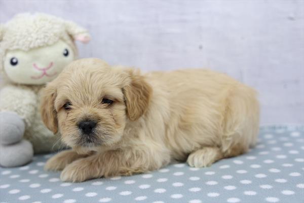 [#26477-02]  - Apricot M Floodle Puppies For Sale