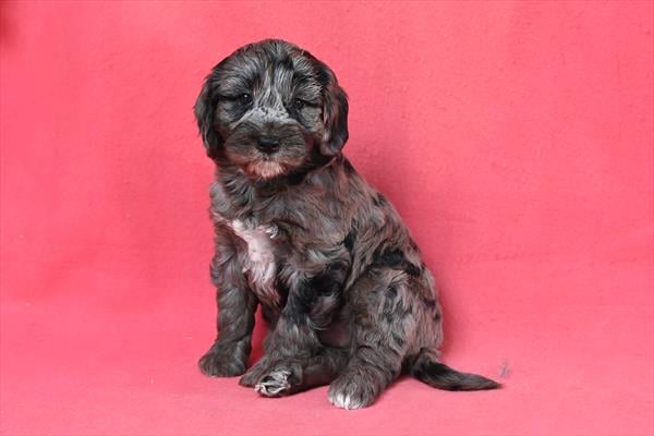 [#26292-01]  - Blue Merle F Goldendoodle Mini 2nd Gen Puppies For Sale