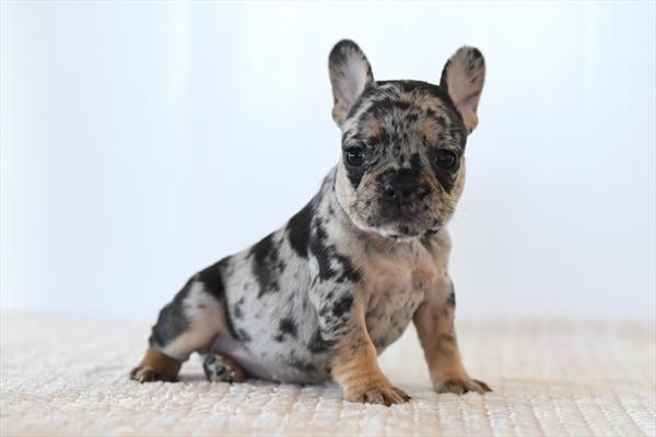 [#26352-06]  - Black Merle F French Bulldog Puppies For Sale