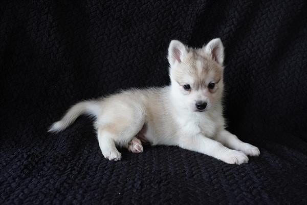 [#26299-02]  - Tan / White M Alaskan Klee Kai Puppies For Sale
