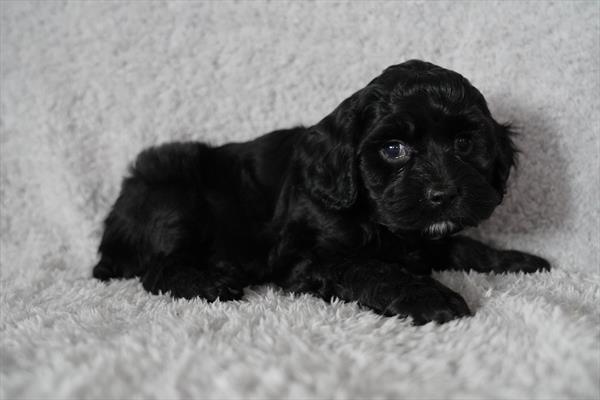 [#26241-02]  - Black M Cock A Poo Puppies For Sale