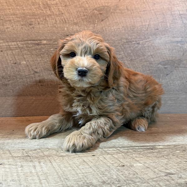 [#26254-02]  - Red M Schnoodle Puppies For Sale