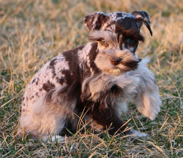 [#26491-04]  - Chocolate Merle F Miniature Schnauzer Puppies For Sale