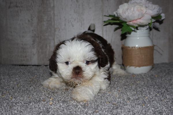 [#26350-01]  - Chocolate M Shih Tzu Puppies For Sale