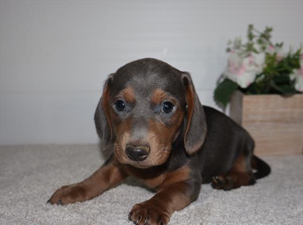 [#26395-06]  - Blue / Tan M Dachshund Puppies For Sale