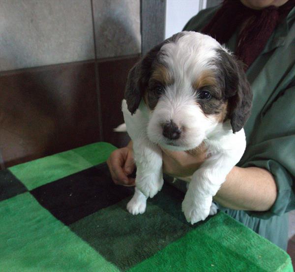 [#26446-02]  - White / Gray M Bernedoodle Mini 2nd Gen Puppies For Sale