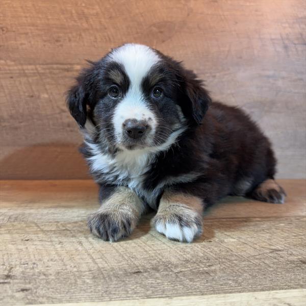 [#26323-03]  - Black F Miniature Australian Shepherd Puppies For Sale