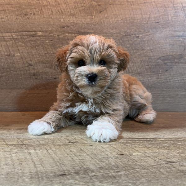 [#26393-02]  - Red / White F Schnoodle Puppies For Sale
