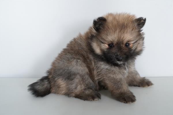 [#26559-05]  - Dark Sable F Pomeranian Puppies For Sale