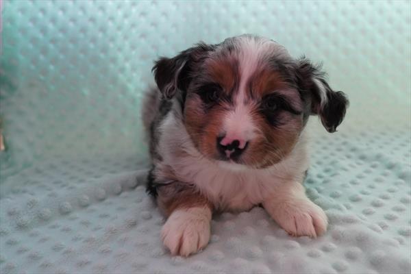 [#26438-03]  - Blue Merle M Miniature Australian Shepherd Puppies For Sale