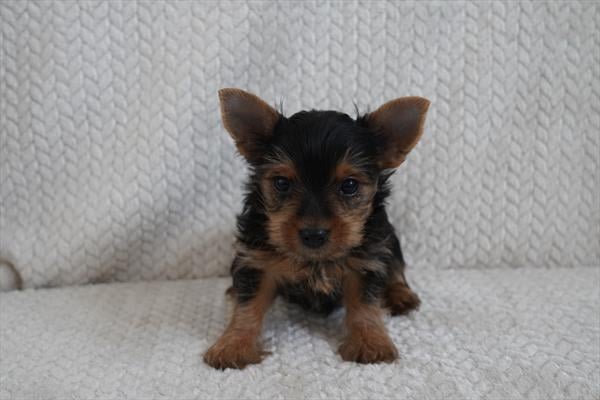 [#26449-03]  - Black / Tan M Yorkshire Terrier Puppies For Sale