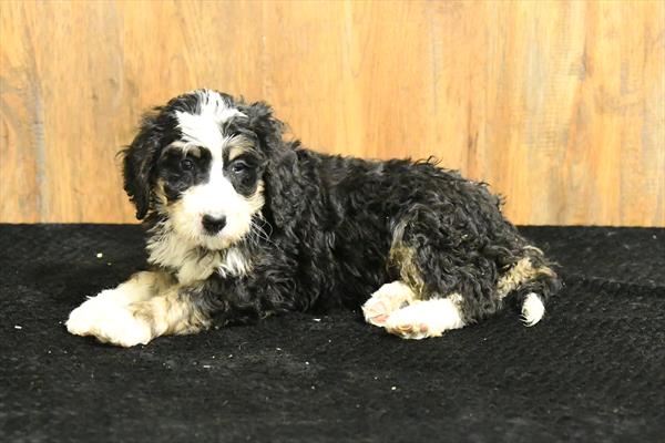 [#26453-01]  - Black M Bernedoodle Puppies For Sale