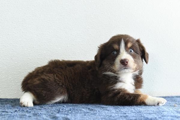 [#26441-02]  - Red M Australian Shepherd Puppies For Sale