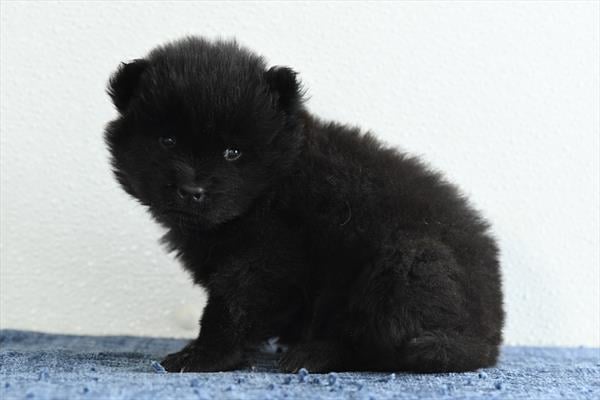 [#26499-03]  - Black M Chow Chow Puppies For Sale