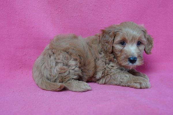[#26293-01]  - Red M Goldendoodle Mini 2nd Gen Puppies For Sale