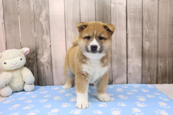 [#26460-02]  - Red Sesame M Shiba Inu Puppies For Sale