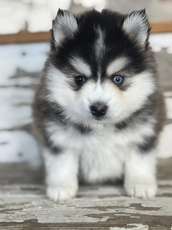 [#26424-02]  - Black / White M Pomsky Puppies For Sale