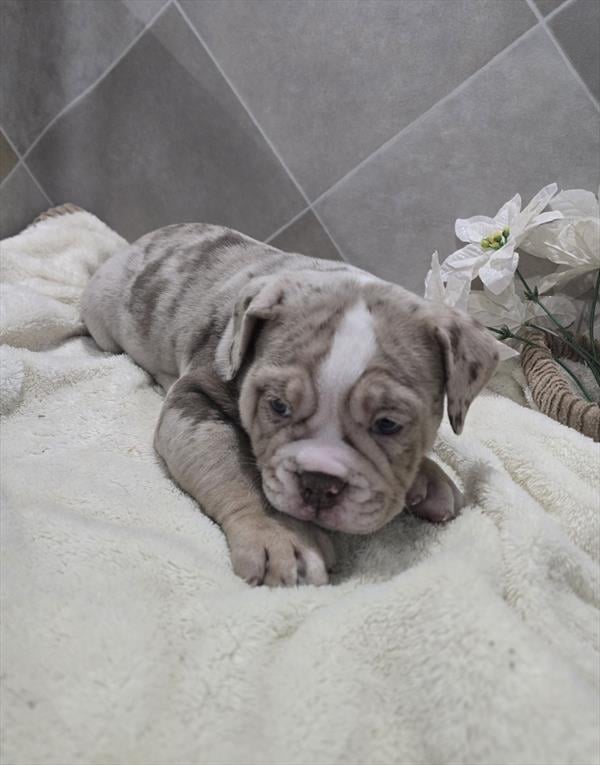 [#26513-03]  - Lilac Merle M Victorian Bulldog Puppies For Sale