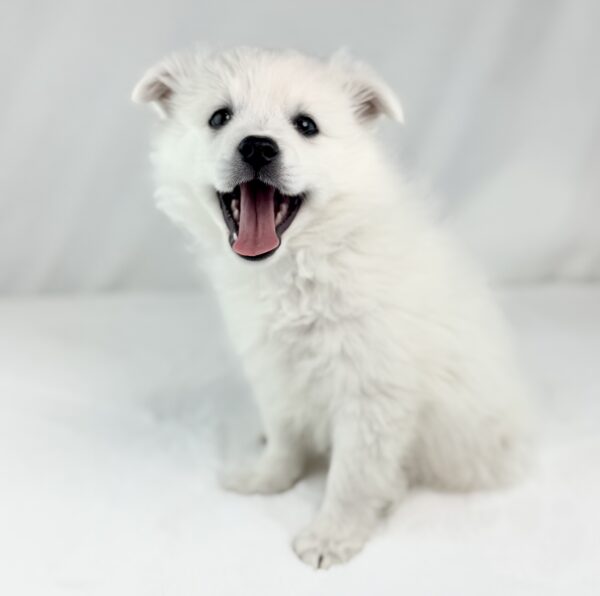 [#26649-03]  - White F American Eskimo Dog Puppies For Sale