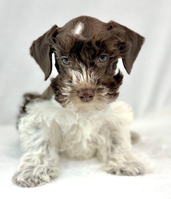 [#26493-03]  - Chocolate / White M Miniature Schnauzer Puppies For Sale
