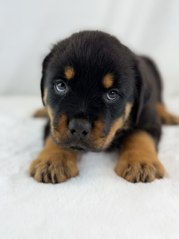 [#26391-04]  - Black / Tan M Rottweiler Puppies For Sale