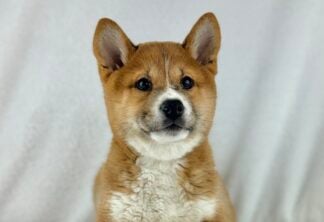 Petland Racine, Wisconsin Shiba Inu puppy available
