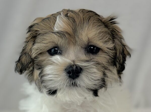 [#26290-01]  - Brown / White M Teddy Bear Puppies For Sale