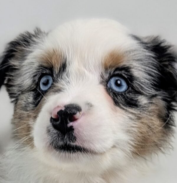 [#26215-12]  - Blue Merle F Australian Shepherd Puppies For Sale
