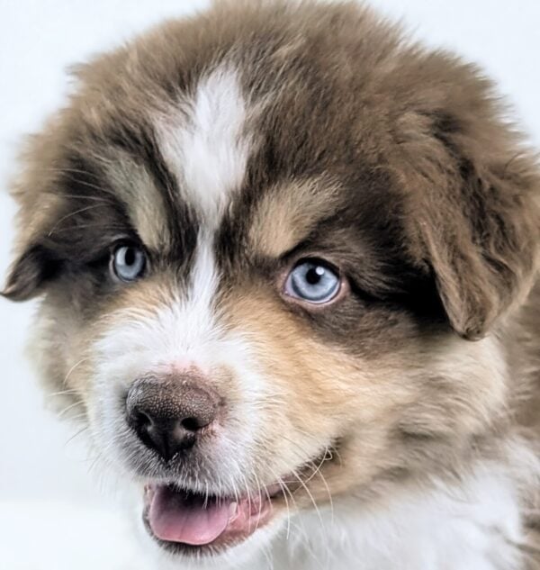 [#26167-04]  - Red M Miniature American Shepherd Puppies For Sale