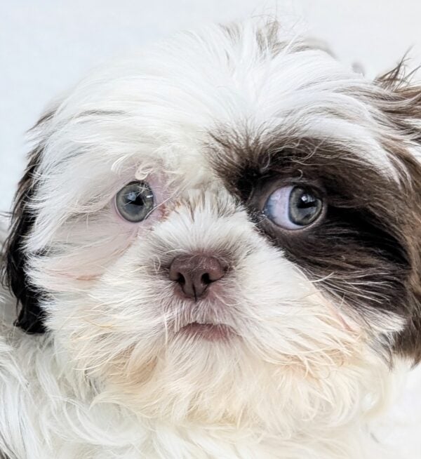 [#253757-02]  - Chocolate / White F Shih Tzu Puppies For Sale