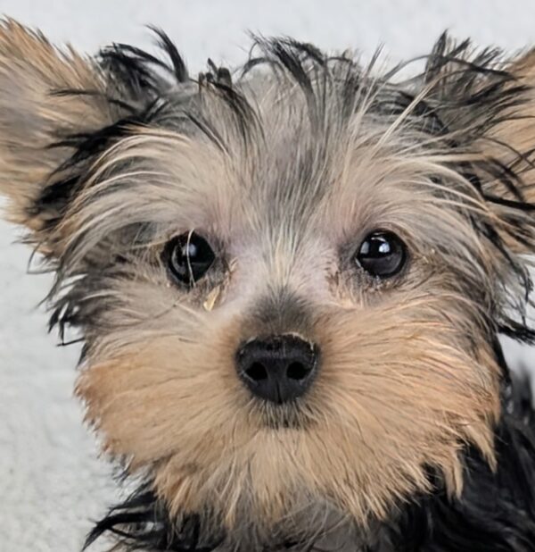 [#2680-03]  - Black / Tan F Yorkshire Terrier Puppies For Sale