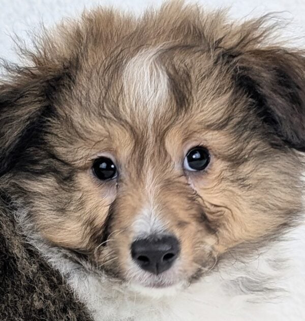 [#26301-01]  - Sable / White M Shetland Sheepdog Puppies For Sale