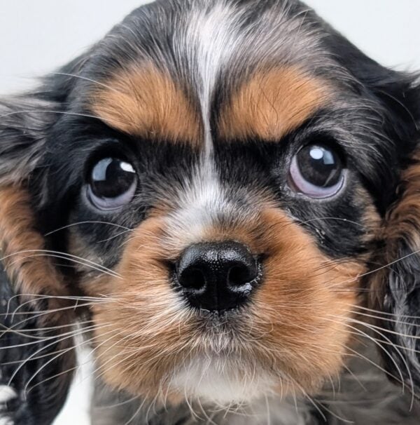 [#26354-06]  - Black Merle M Cavalier King Charles Spaniel Puppies For Sale