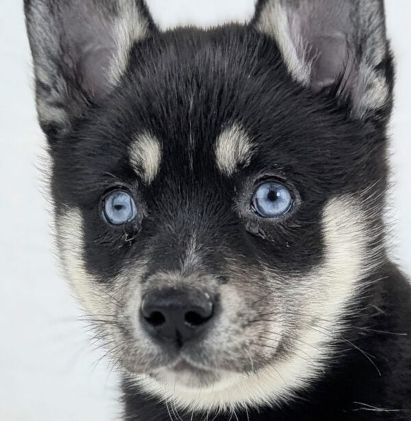 [#26210-02]  - Black / White F Alaskan Klee Kai Puppies For Sale