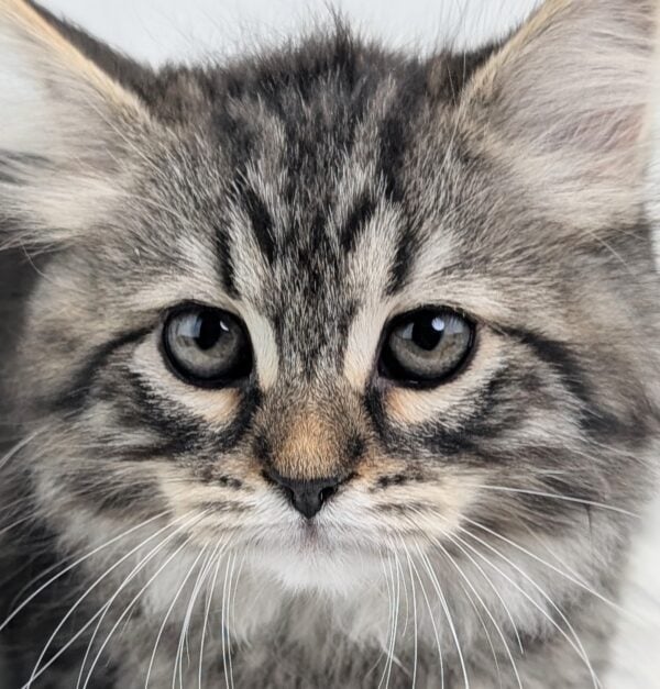 [#2643-02]  - Black / Silver M Siberian Cat Kittens for Sale