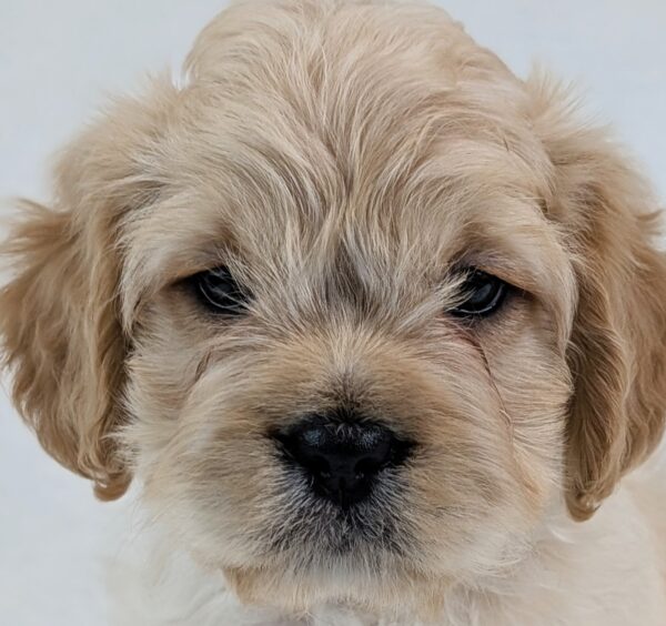 [#26477-02]  - Apricot M Floodle Puppies For Sale