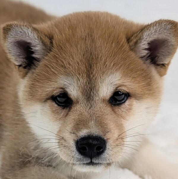 [#26297-03]  - Red M Shiba Inu Puppies For Sale