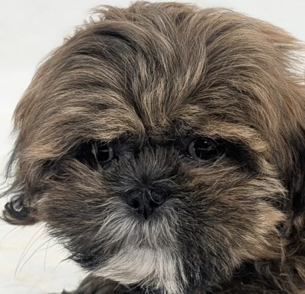 [#26206-03]  - Brindle F Lhasa Apso/Shih Tzu Puppies For Sale