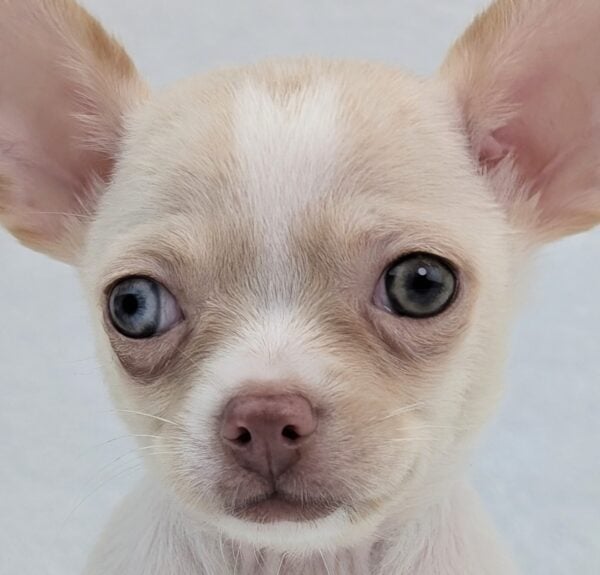 [#26284-01]  - Cream M Chihuahua Puppies For Sale