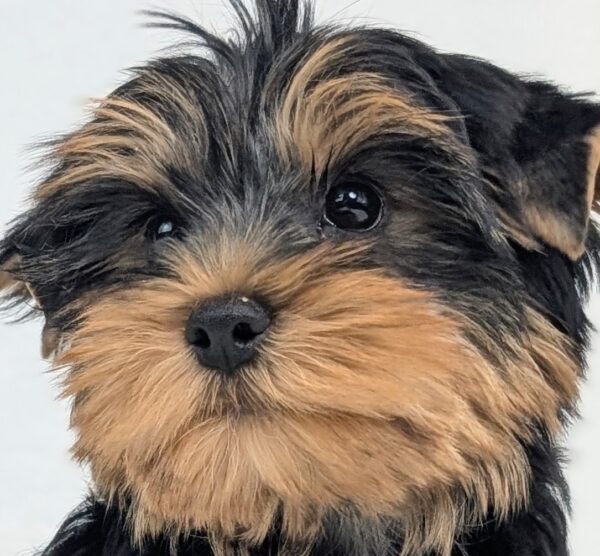 [#26280-01]  - Black / Tan M Yorkshire Terrier Puppies For Sale