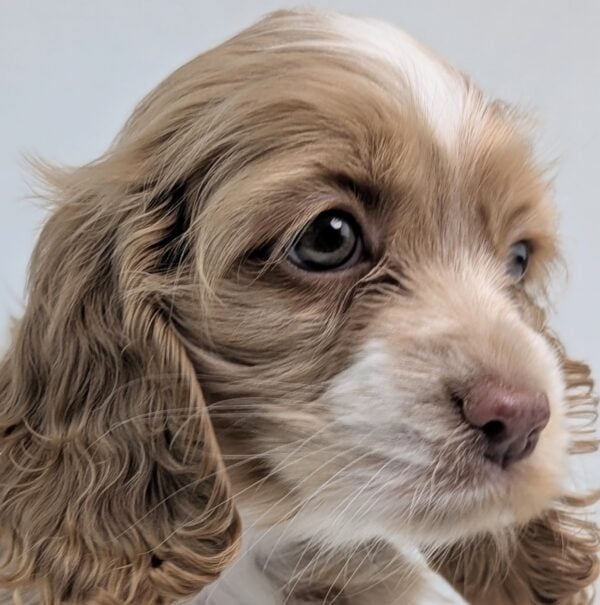[#26329-05]  - Buff F Cocker Spaniel Puppies For Sale