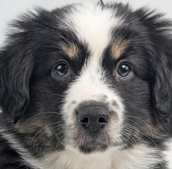 [#26323-03]  - Black F Miniature Australian Shepherd Puppies For Sale
