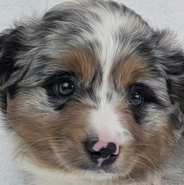 [#26438-03]  - Blue Merle M Miniature Australian Shepherd Puppies For Sale