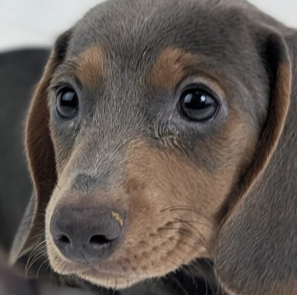 [#26395-06]  - Blue / Tan M Dachshund Puppies For Sale