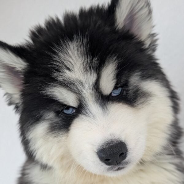 [#26565-01]  - Black / White M Siberian Husky Puppies For Sale