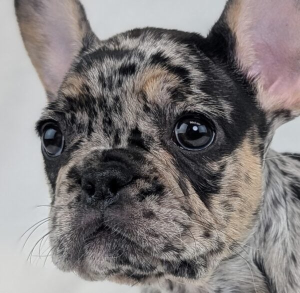 [#26352-06]  - Black Merle F French Bulldog Puppies For Sale